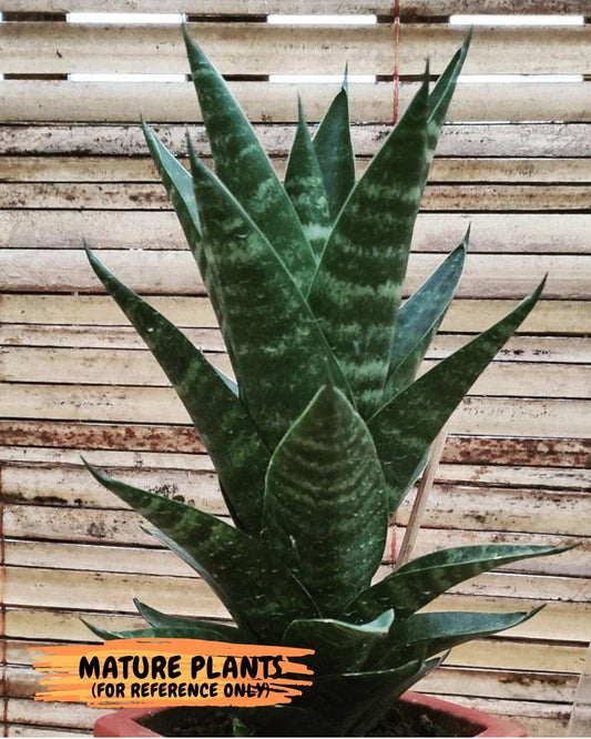 Sansevieria Conan (Ha27) (y) | Imported Hybrids