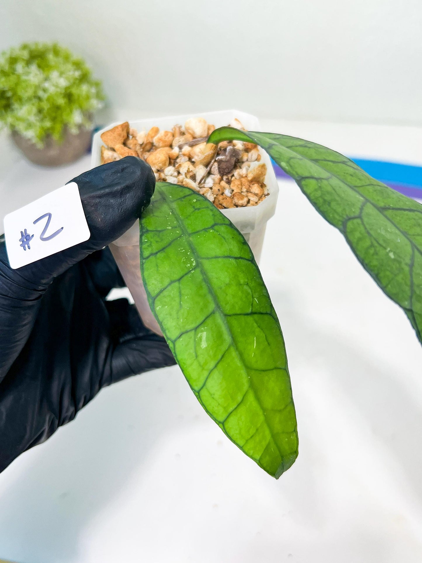 Hoya Callistophylla sp. Kalimantan UT-158 (#LA) | Rare Imported Hoyas