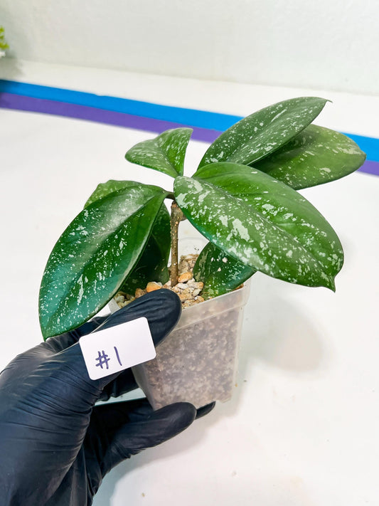 Hoya crassipetiolata Super Splash (#LD) | Imported Hoyas | 2.5" pot Included