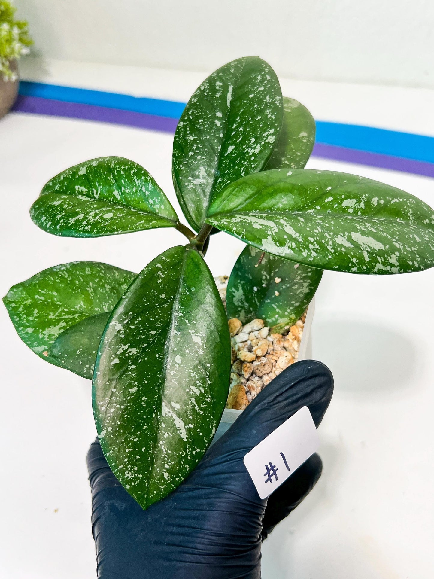 Hoya crassipetiolata Super Splash (#LD) | Imported Hoyas | 2.5" pot Included