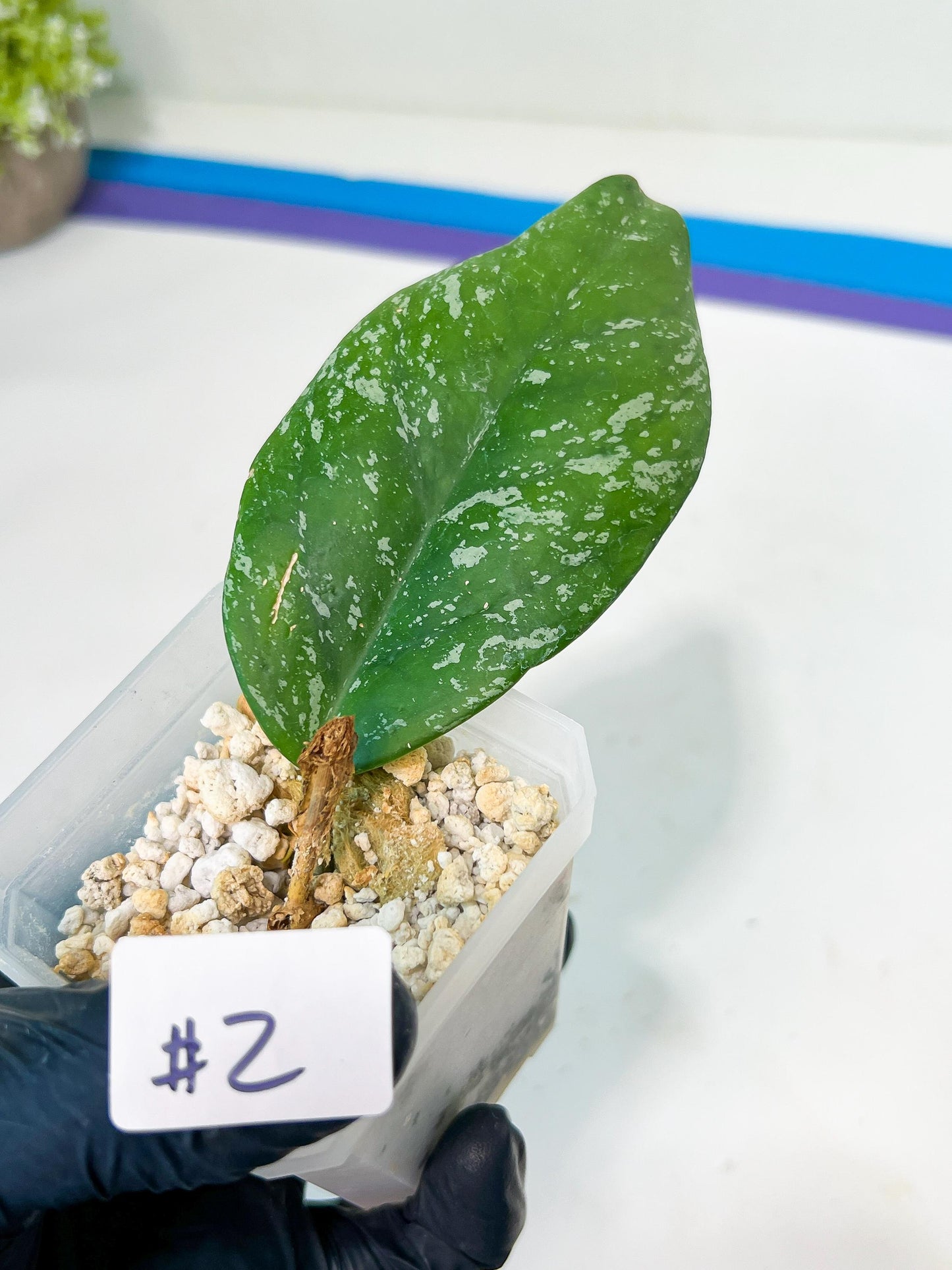 Hoya crassipetiolata Super Splash (#LD) | Imported Hoyas | 2.5" pot Included