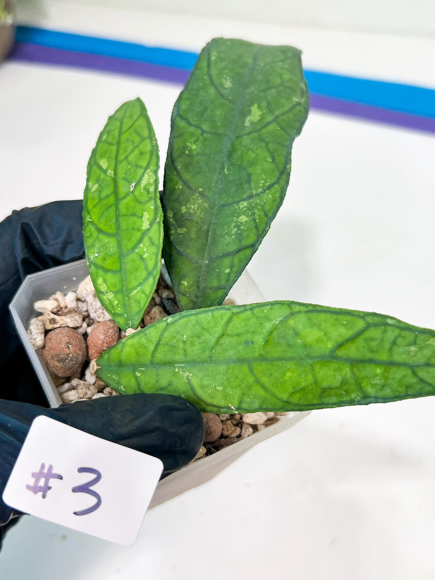 Hoya Finlaysonii Sukirin (#LD) | Rare Imported Hoyas | 2.5" pot Included