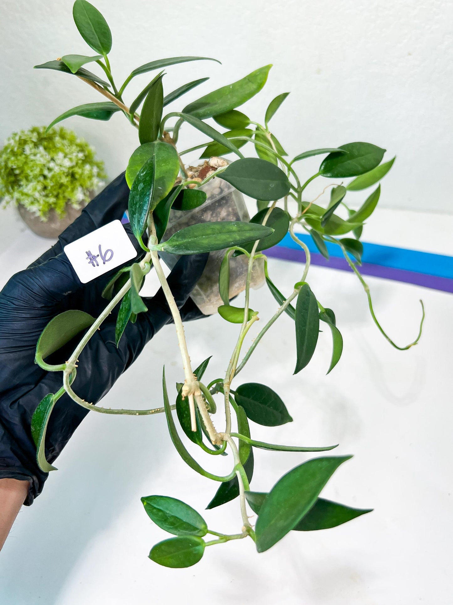 Hoya Australis Ssp. Rupicola IML 1754 H198 (#LE) | Imported Hoyas