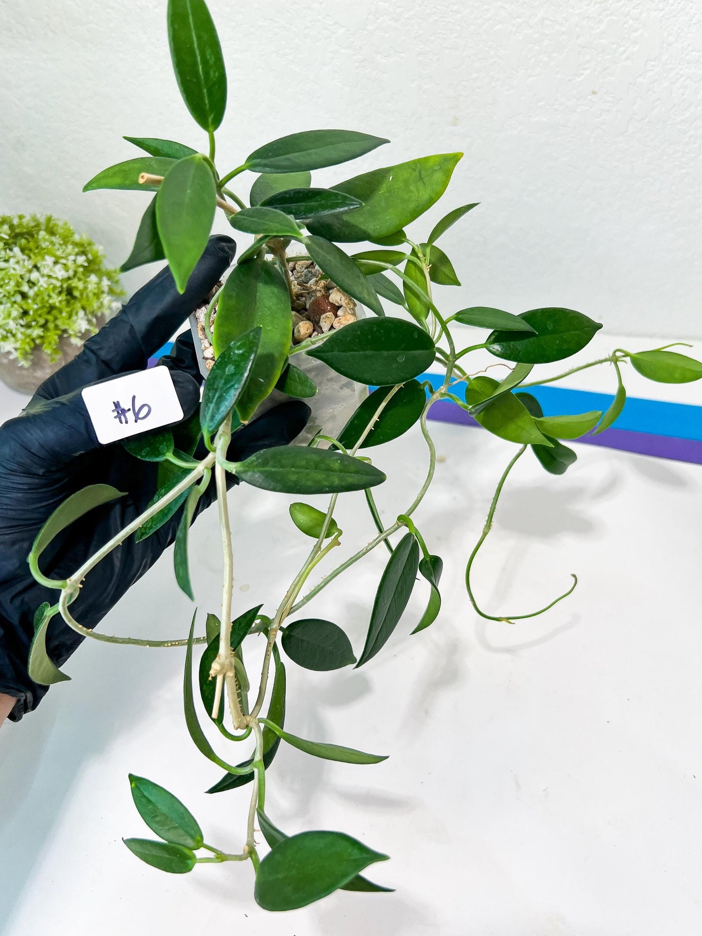 Hoya Australis Ssp. Rupicola IML 1754 H198 (#LE4~6) | Rare Imported Hoyas | Fast growing Indoor Plants | 3 Inch Pots/Leca Included