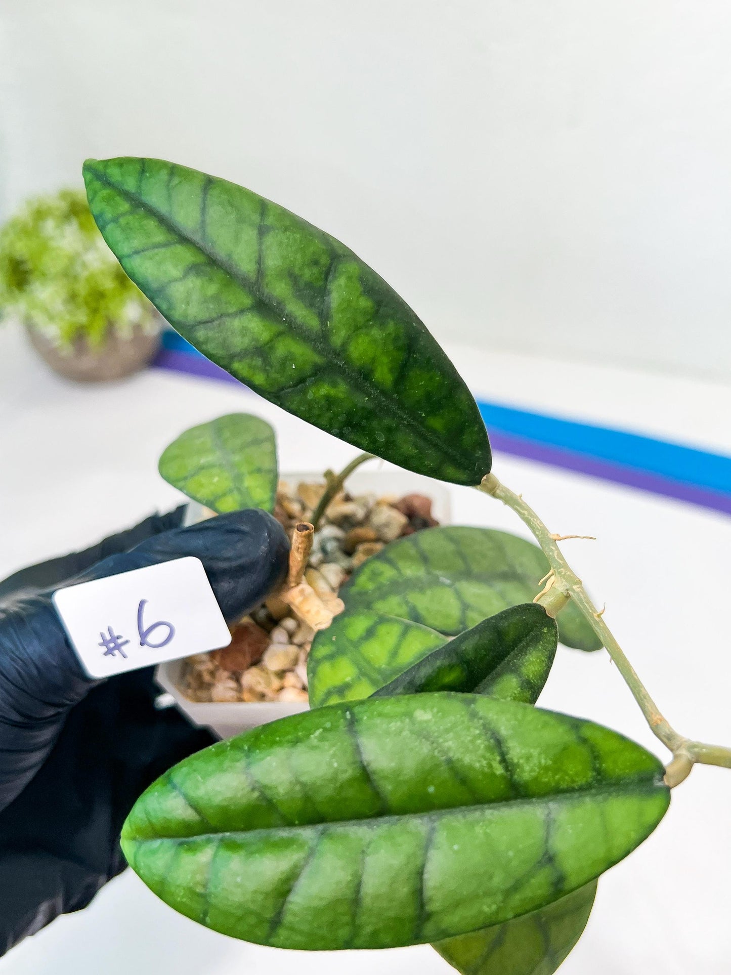 Hoya Callistophylla Short Leaves (#LB5~6) | Rare Imported Hoyas | 2.5" Pot Included