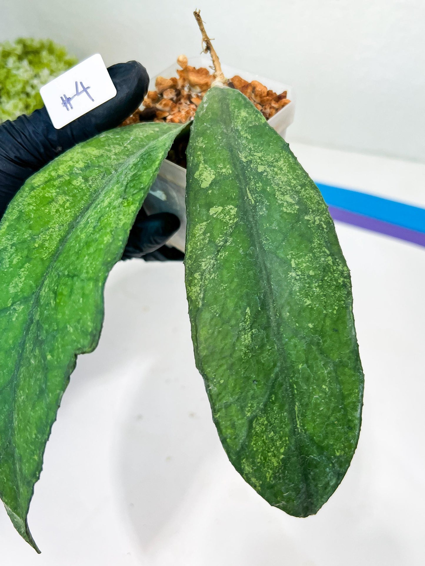 Hoya Bahoi (#LG3~5) | Rare Imported Hoyas | 2.5" pot Included
