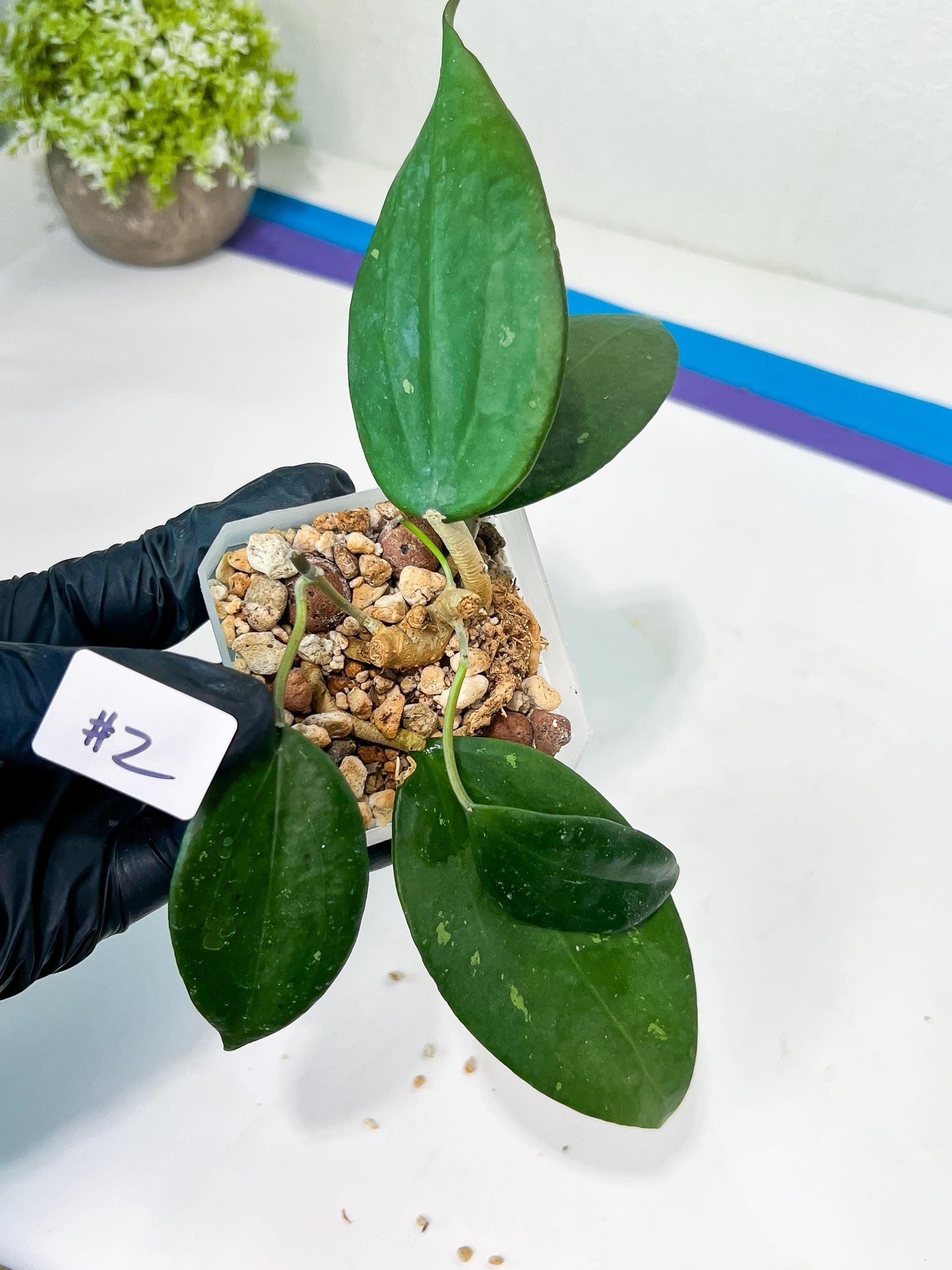 Hoya sp. Ko Chang Island (#LH8~9) | Rare Imported Hoyas | 2.5" pot Included