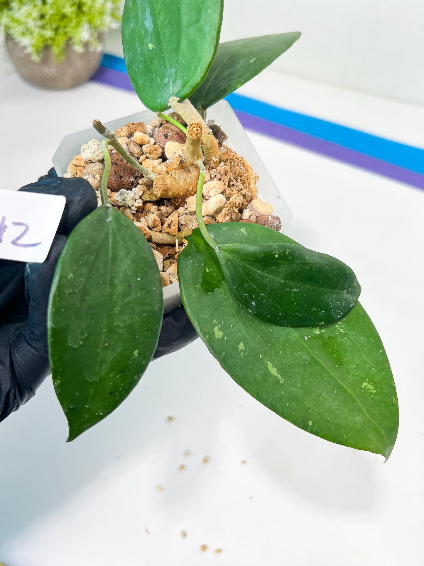 Hoya sp. Ko Chang Island (#LH8~9) | Rare Imported Hoyas | 2.5" pot Included