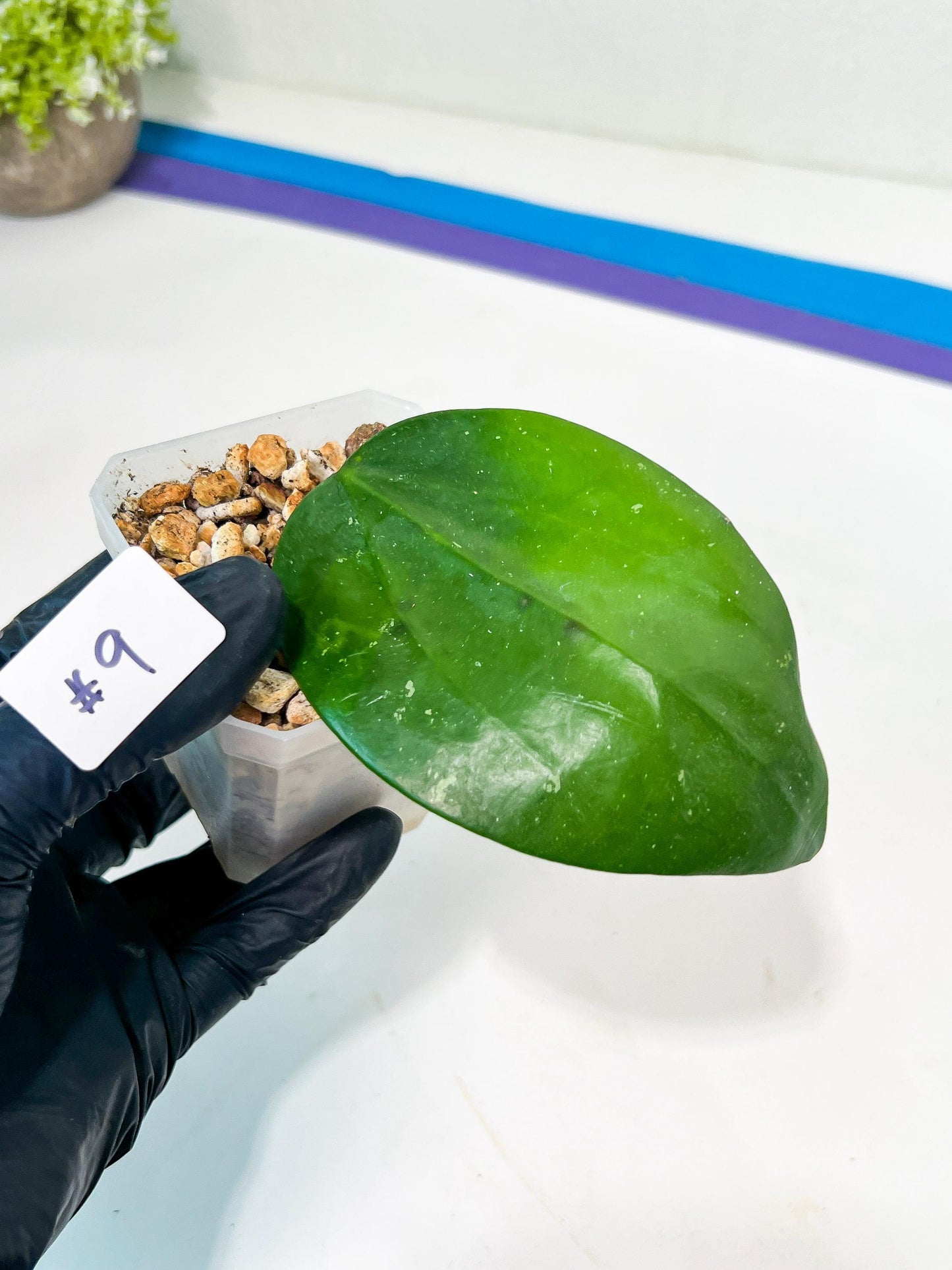 Hoya sp. IV From WMZ (#LH) | Rare Imported Hoyas