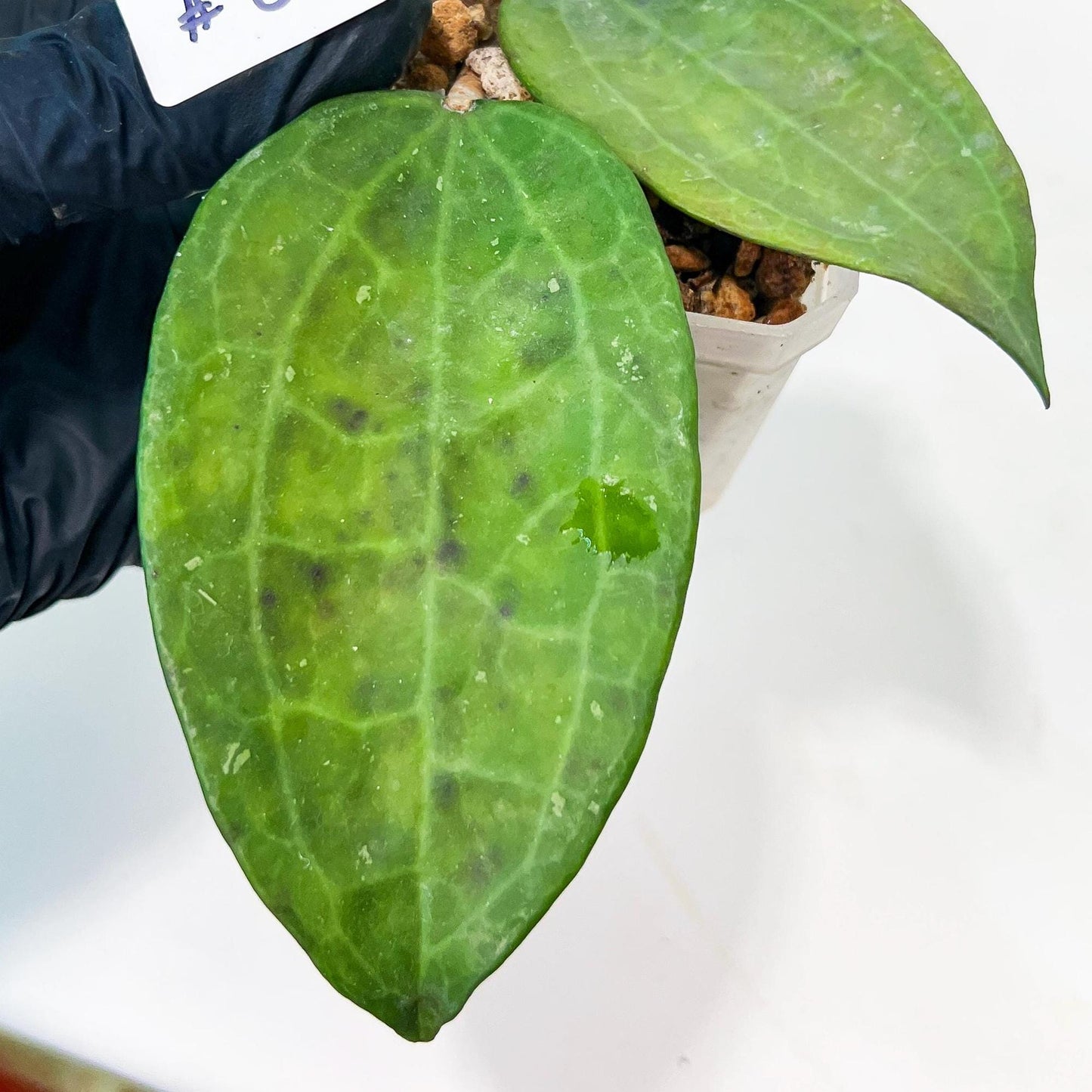 Hoya sp. IV From WMZ (#LH6~8) | Rare Imported Hoyas | 2.5" pot Included