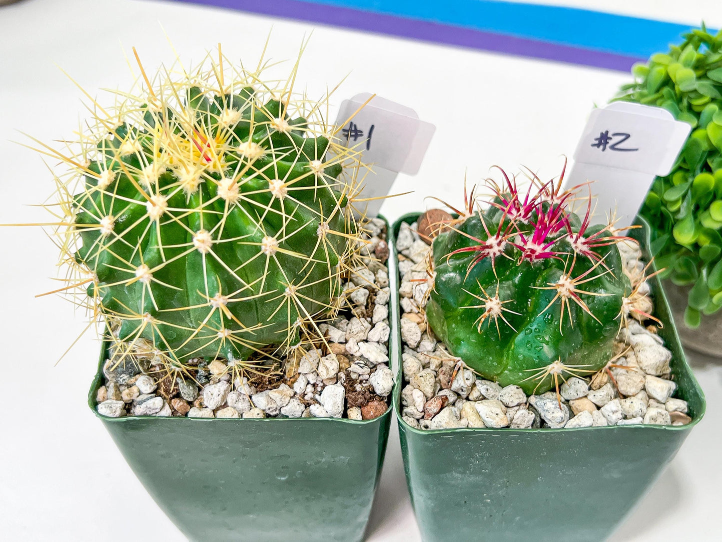 Rare Cactus Collections (C3)(1~8) | Plant names listed in descriptions | 3.5Pot