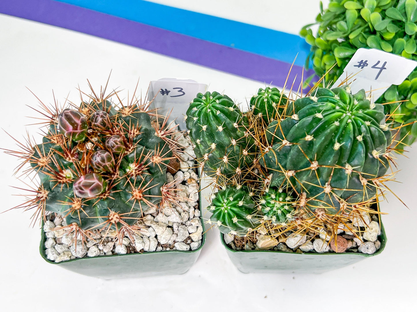 Rare Cactus Collections (C3)(1~8) | Plant names listed in descriptions | 3.5Pot