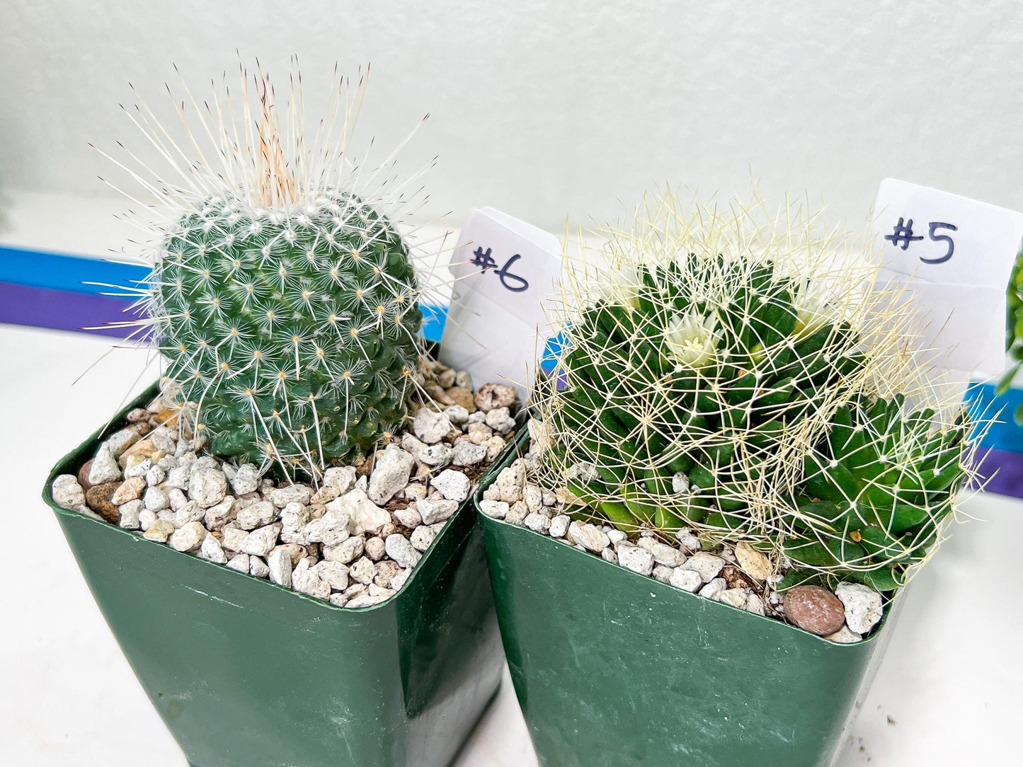 Rare Cactus Collections (C3)(1~8) | Plant names listed in descriptions | 3.5Pot