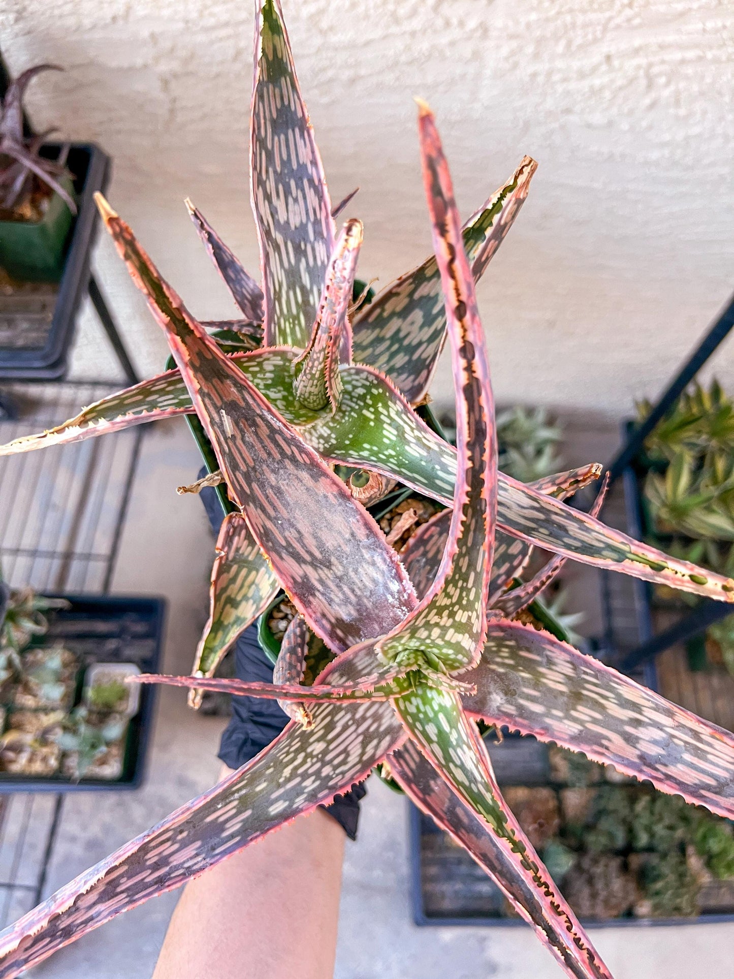 Rare - Aloe Neon Nici | Indoor Succulents | 3.5" Planter
