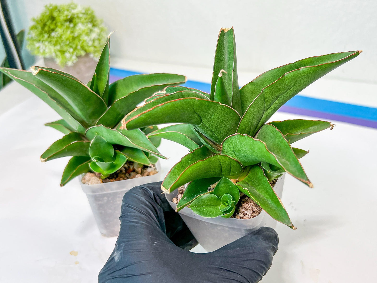 Sansevieria Hybrid Maya (AC55) | Sri katon' x pinguicula