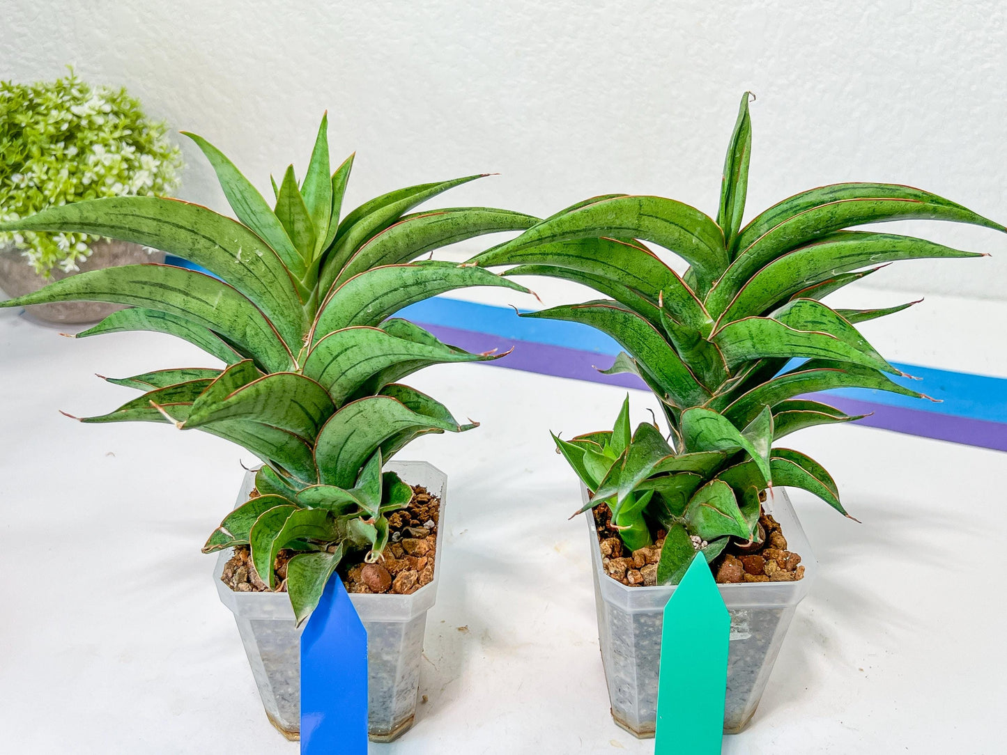 Sansevieria Zeleno Caj (#A2) | Imported Plants | Rare Hybrid Species