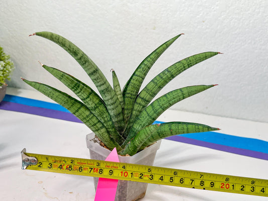 Sansevieria Sadayu (#A2) | Unearth a Unique and Uncommon Plant