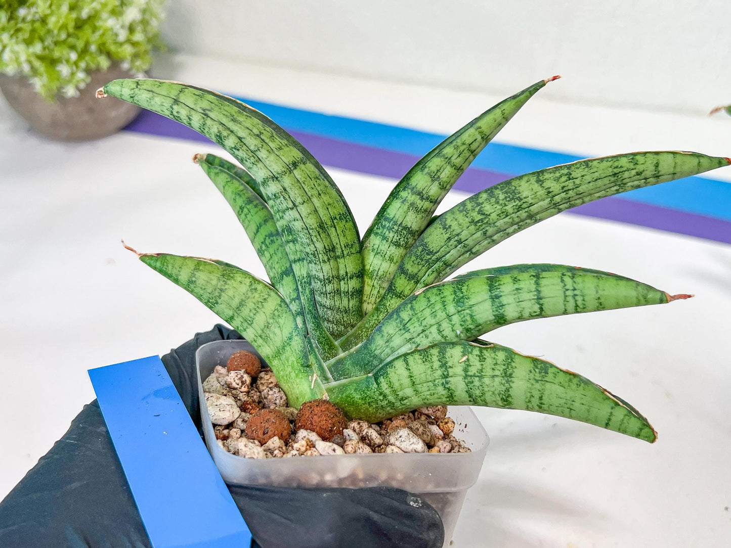 Sansevieria Sadayu (#A2) | Unearth a Unique and Uncommon Plant