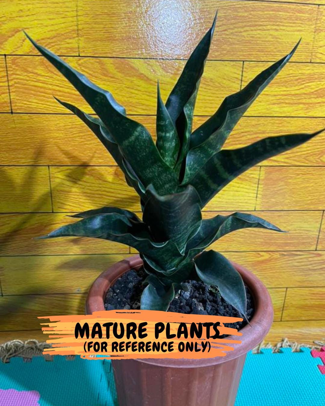 Sansevieria Mbois (H30) | Imported Snake Plant