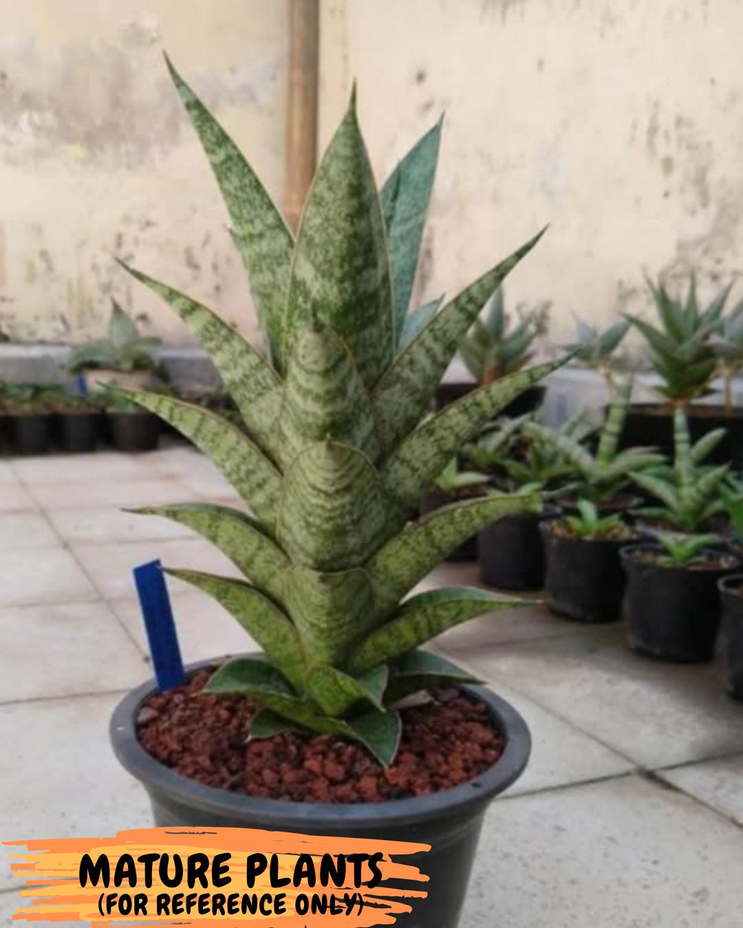 Sansevieria Teletubbies (H19) | Imported Plants