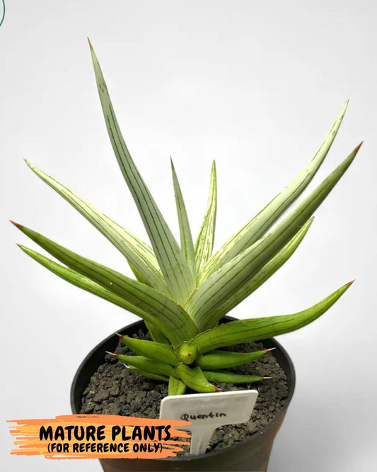 Sansevieria Quentin | Imported Plants | Rare Hybrid Species