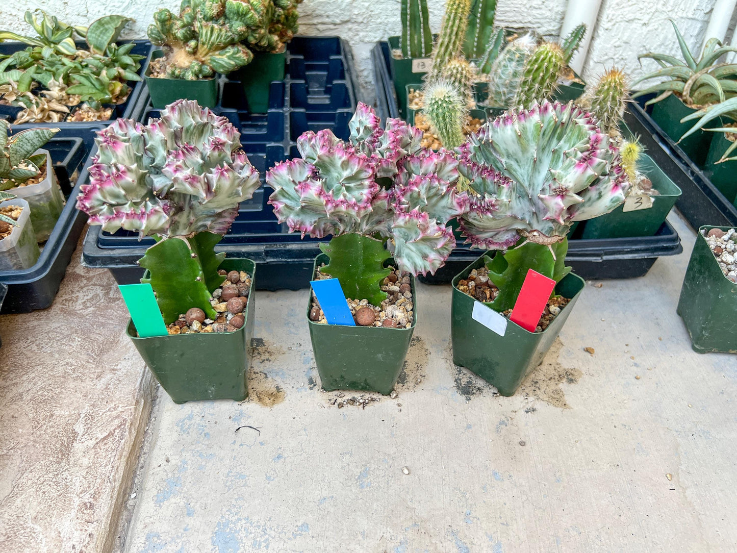 Large Lactea Crested Grafted More Silver/White | Imported Cactus | Rare Succulent