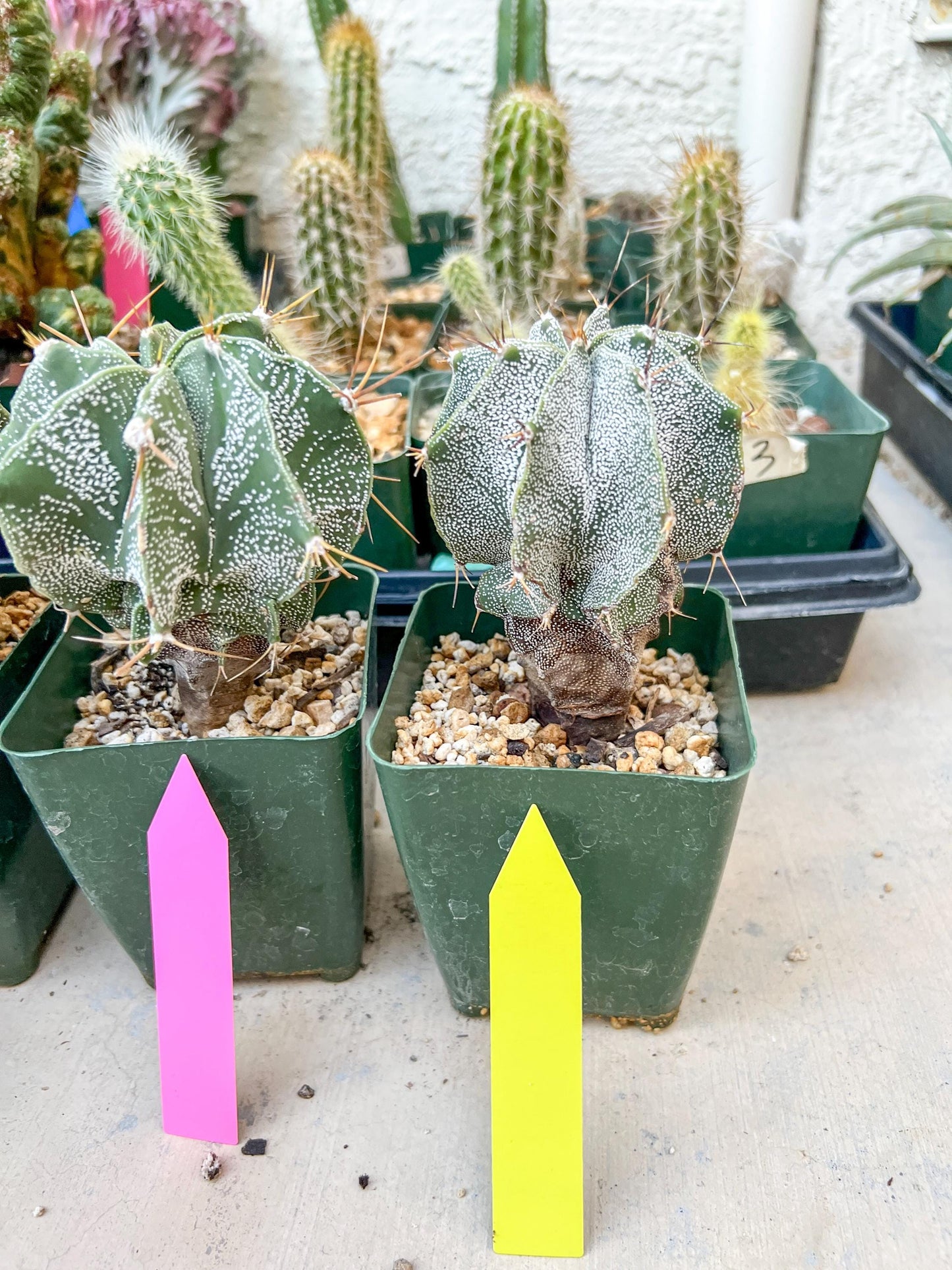 Large Ornatum Cactus | Imported Cactus | Rare Succulent