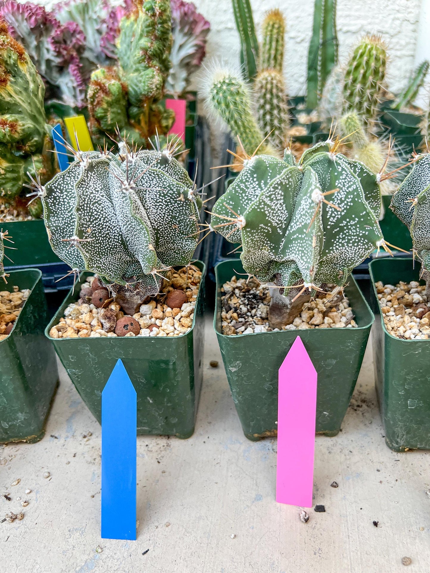 Large Ornatum Cactus | Imported Cactus | Rare Succulent