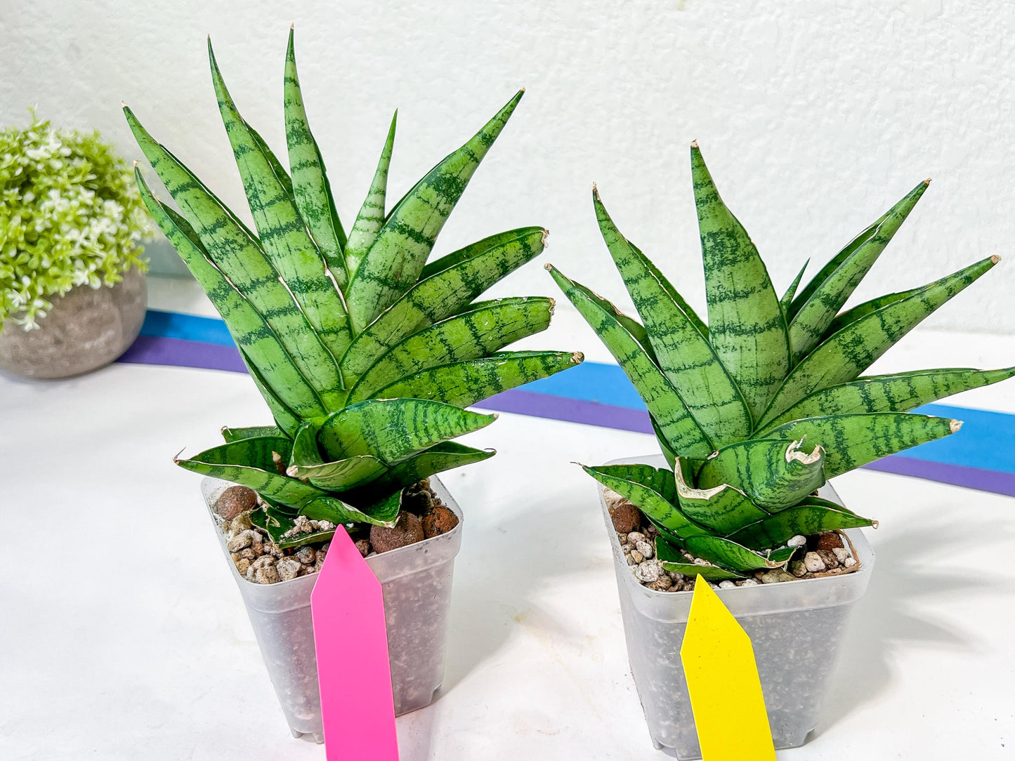 Sansevieria Enduro (H11) | Imported Plants | Rare Hybrid Species