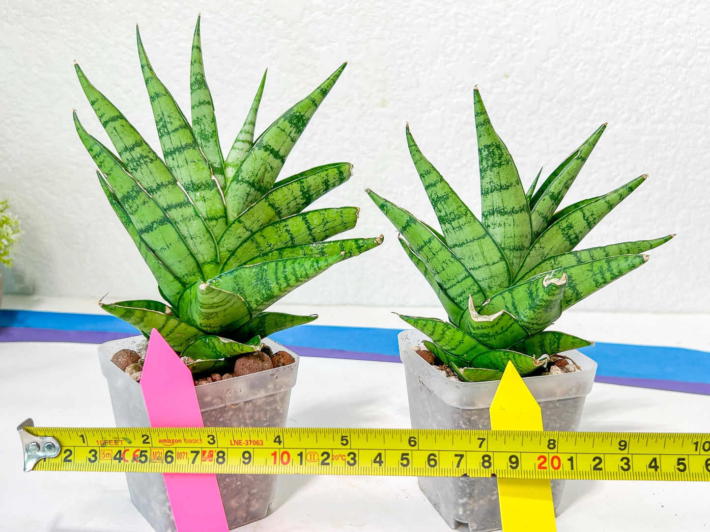 Sansevieria Enduro (H11) | Imported Plants | Rare Hybrid Species