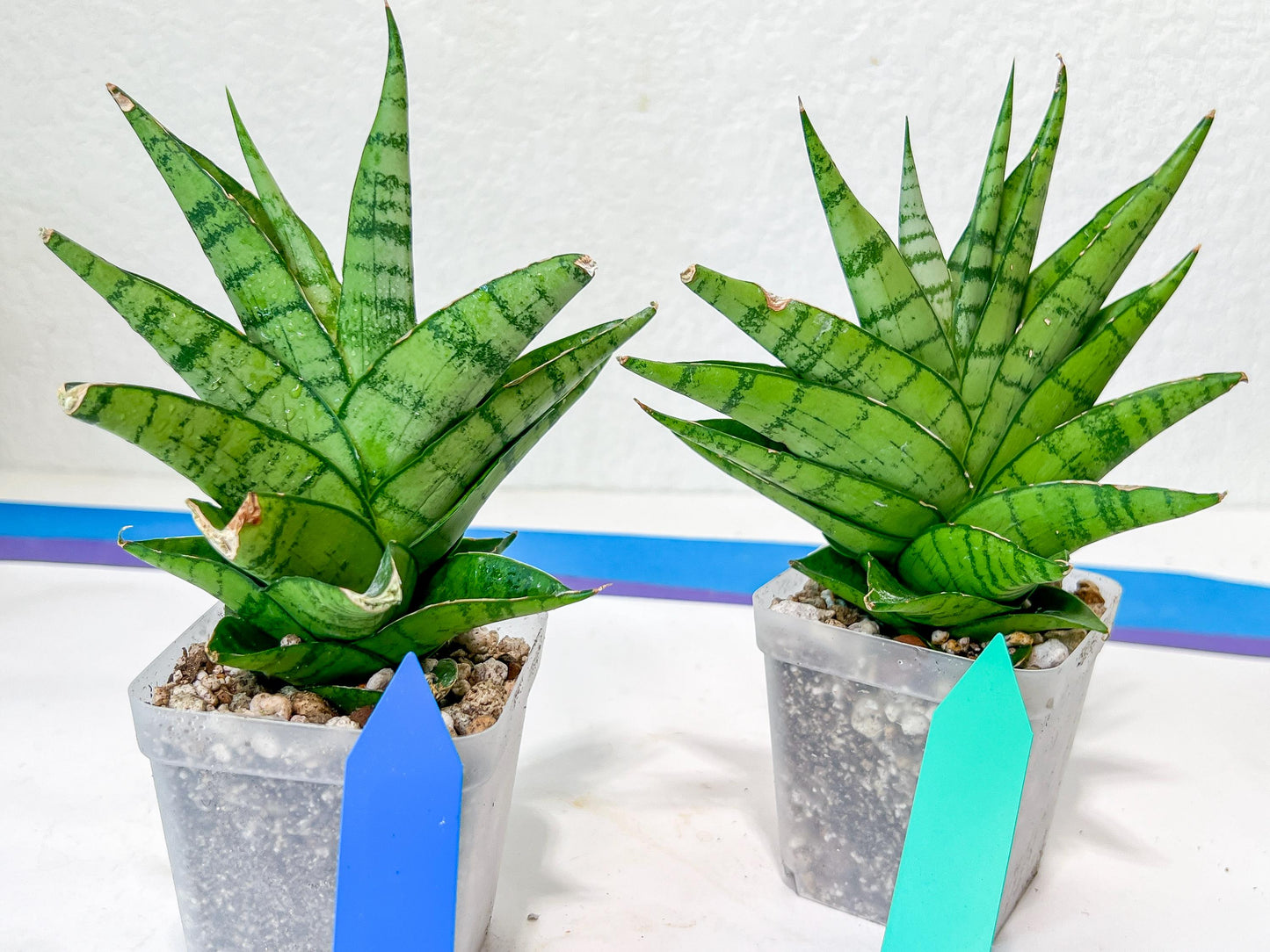 Sansevieria Enduro (H11) | Imported Plants | Rare Hybrid Species