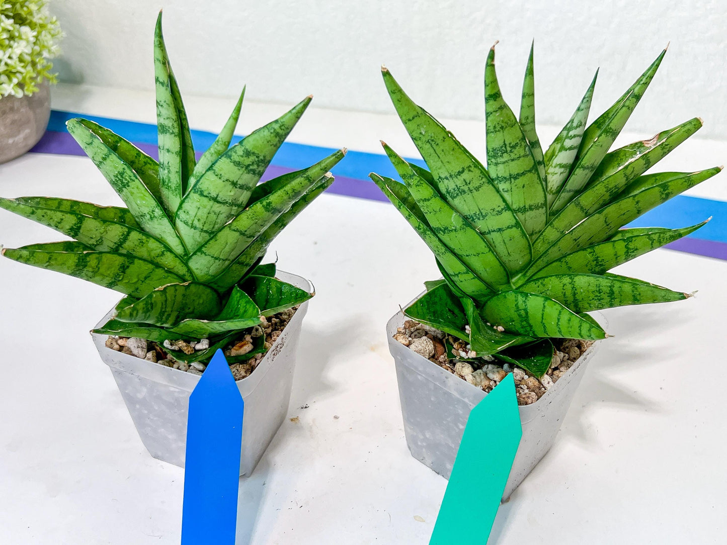 Sansevieria Enduro (H11) | Imported Plants | Rare Hybrid Species