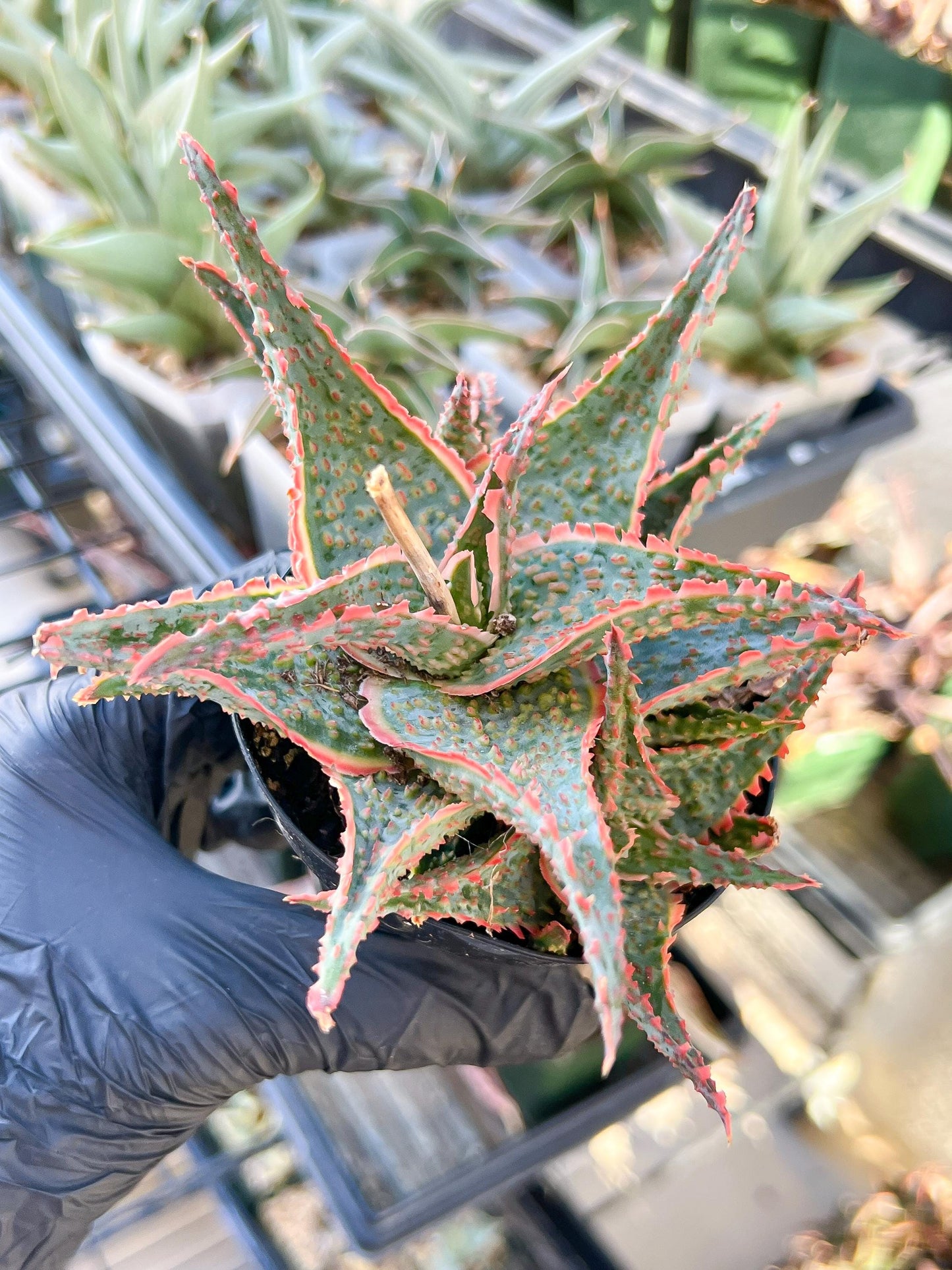 Aloe Oik'| A rare plant is more than decor—it’s therapy | 3.5" Planter