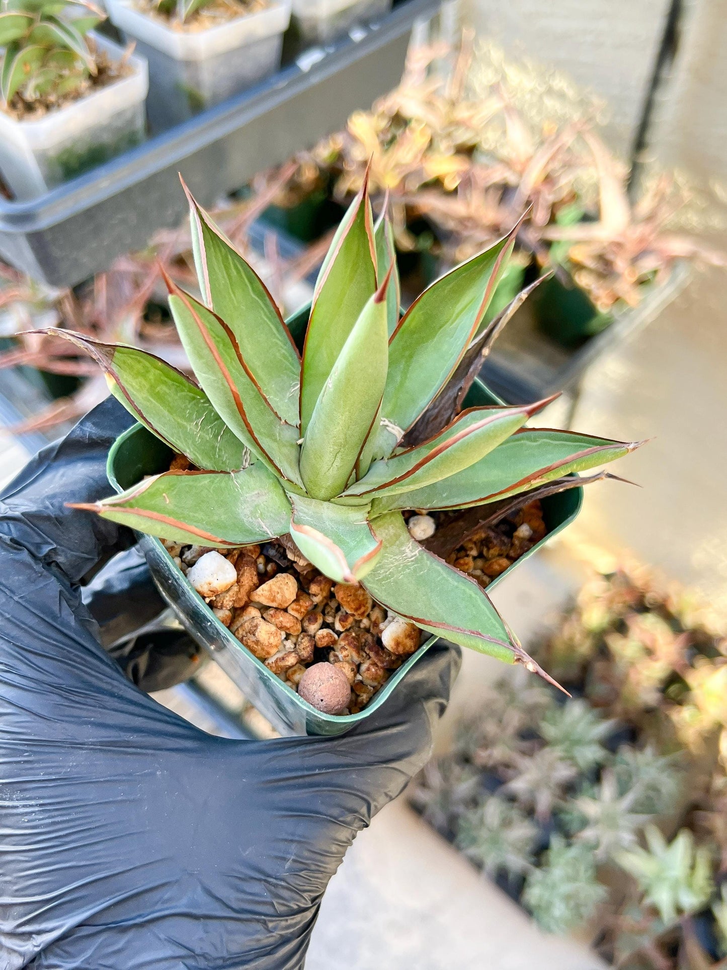 Agave Blue Glow | Imported Rare Agave | 4" Planter