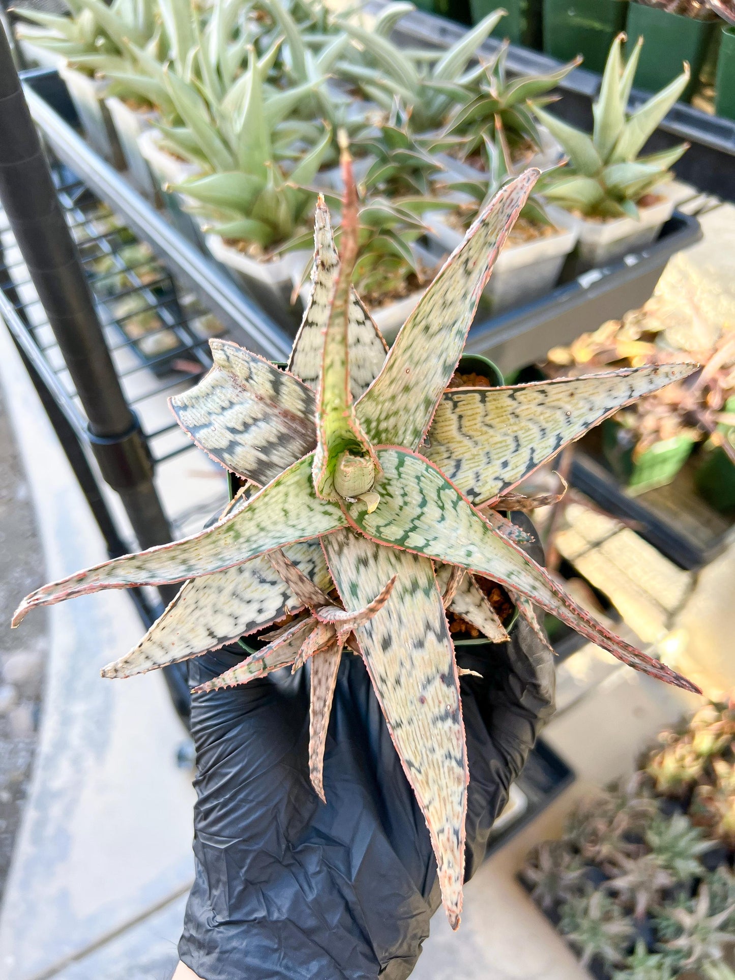 Aloe Candy Cane Plant (#1~2) | Color change Seasonally | 3.5" Pot