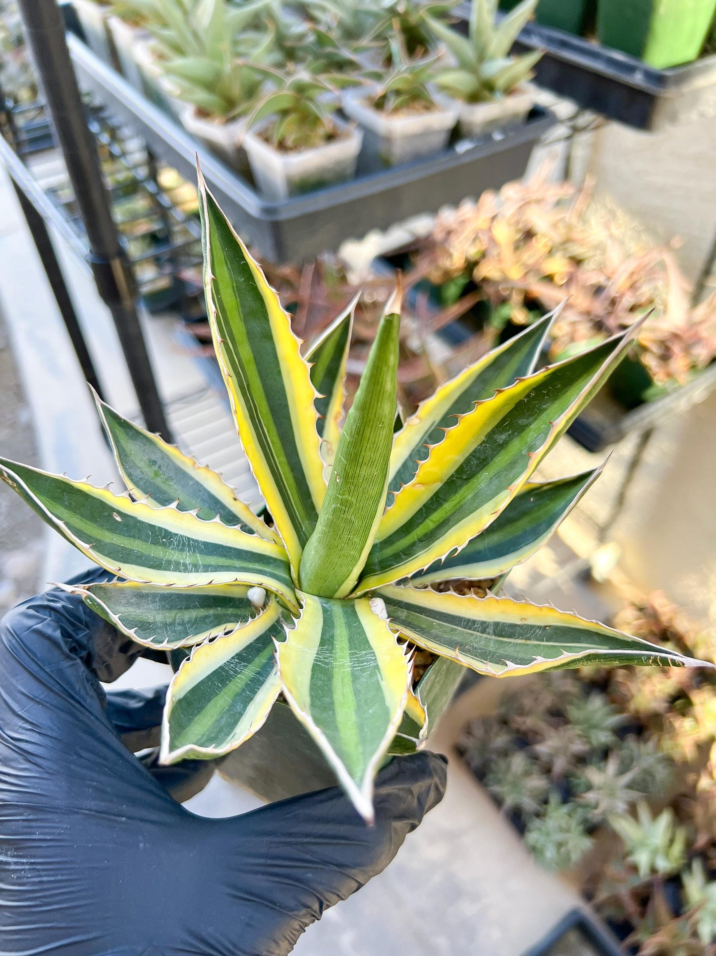 Agave kerchovei var. pectinata | Imported Rare Agave | 4" Planter