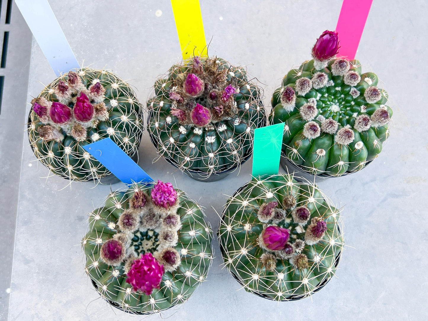 Notocactus Uebelmannianus | Rare succulent | 3.5" Planter