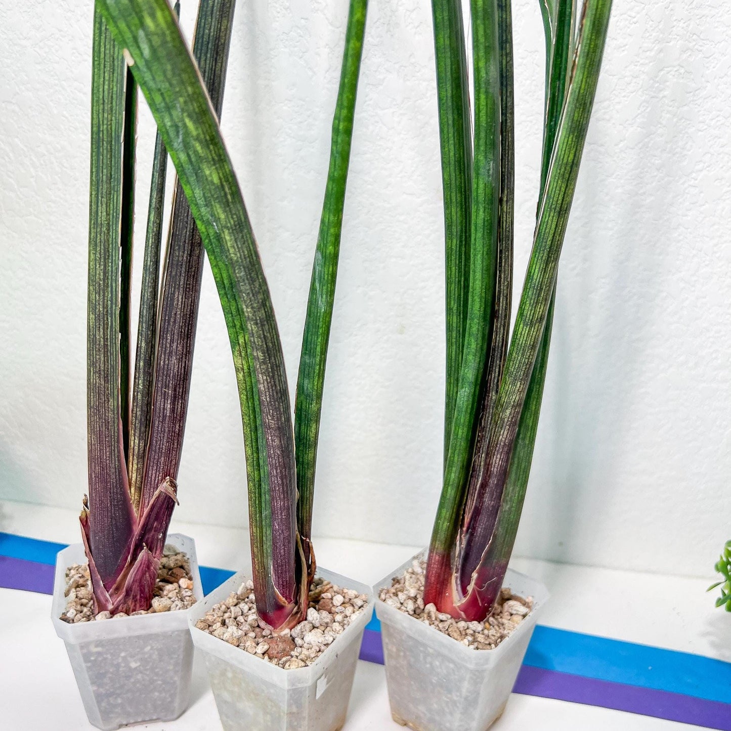 Sansevieria Tornadus (B3) | New Hybrids Imported