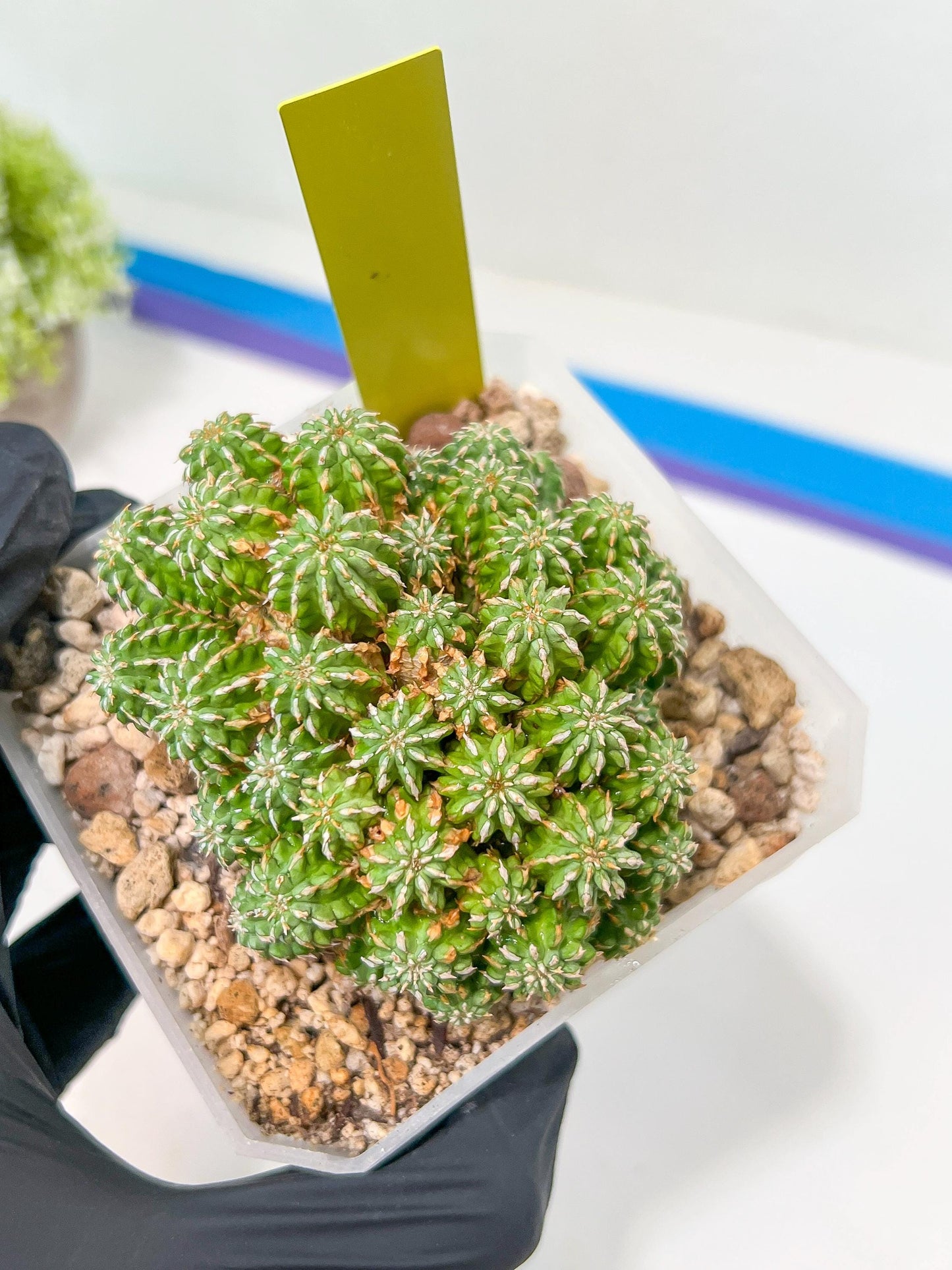 Sepulta Cluster Cactus | Madagascar | Imported Plants