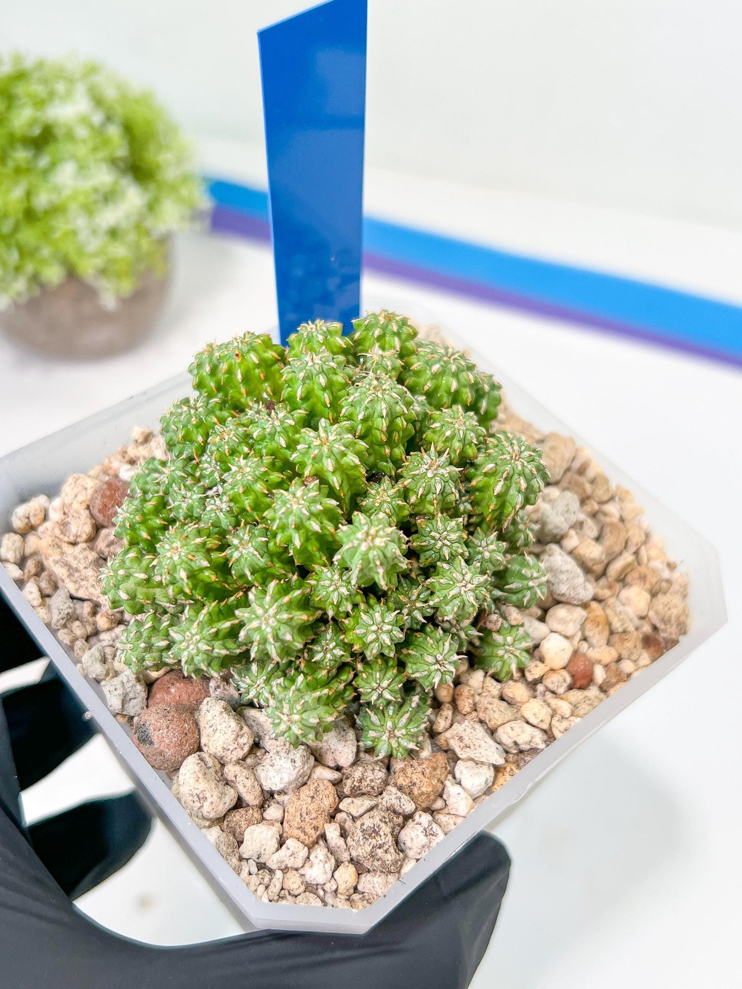 Sepulta Cluster Cactus | Madagascar | Imported Plants