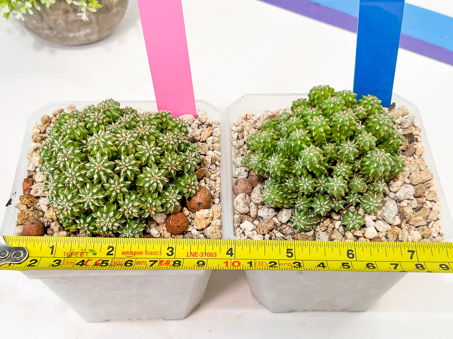Sepulta Cluster Cactus | Madagascar | Imported Plants