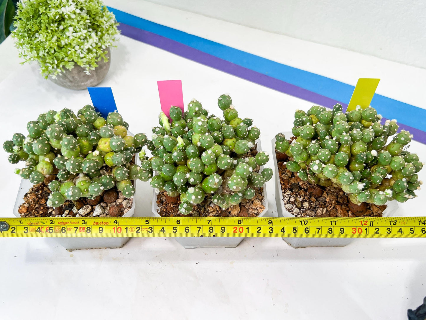 Tephrocactus Rossianus | Drought-Tolerant