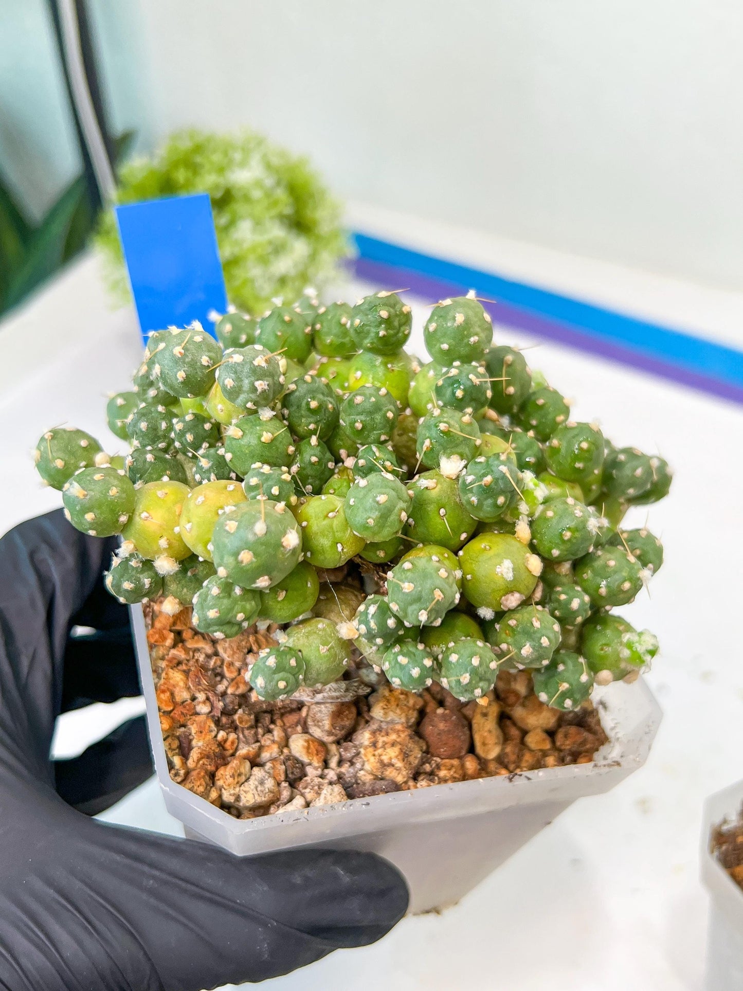 Tephrocactus Rossianus | Drought-Tolerant