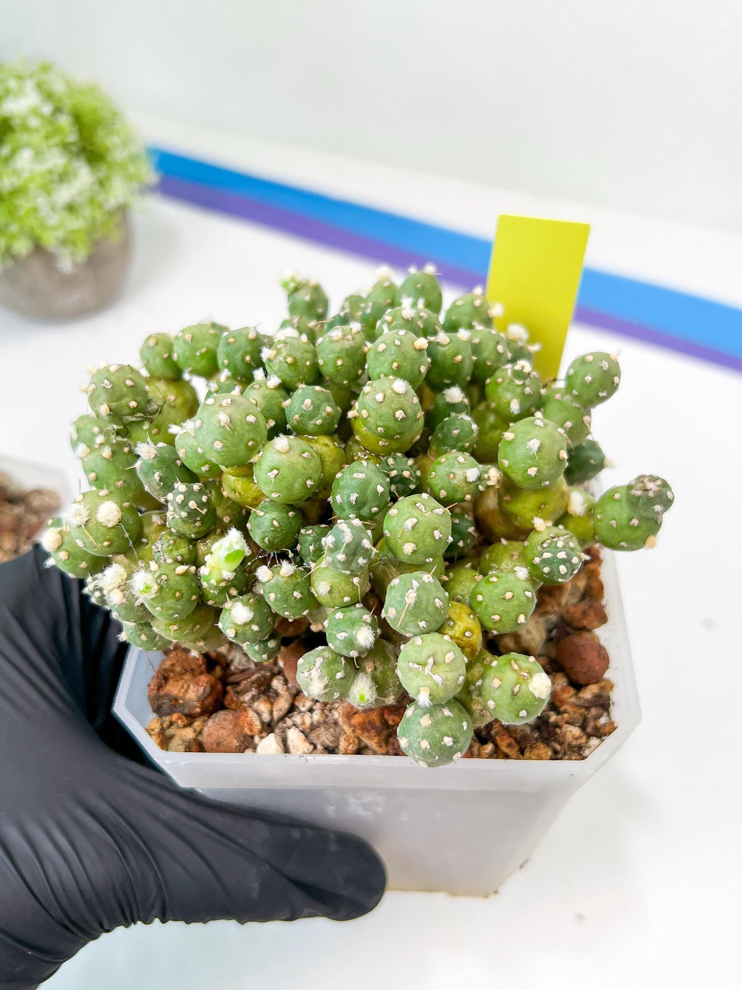 Tephrocactus Rossianus | Drought-Tolerant