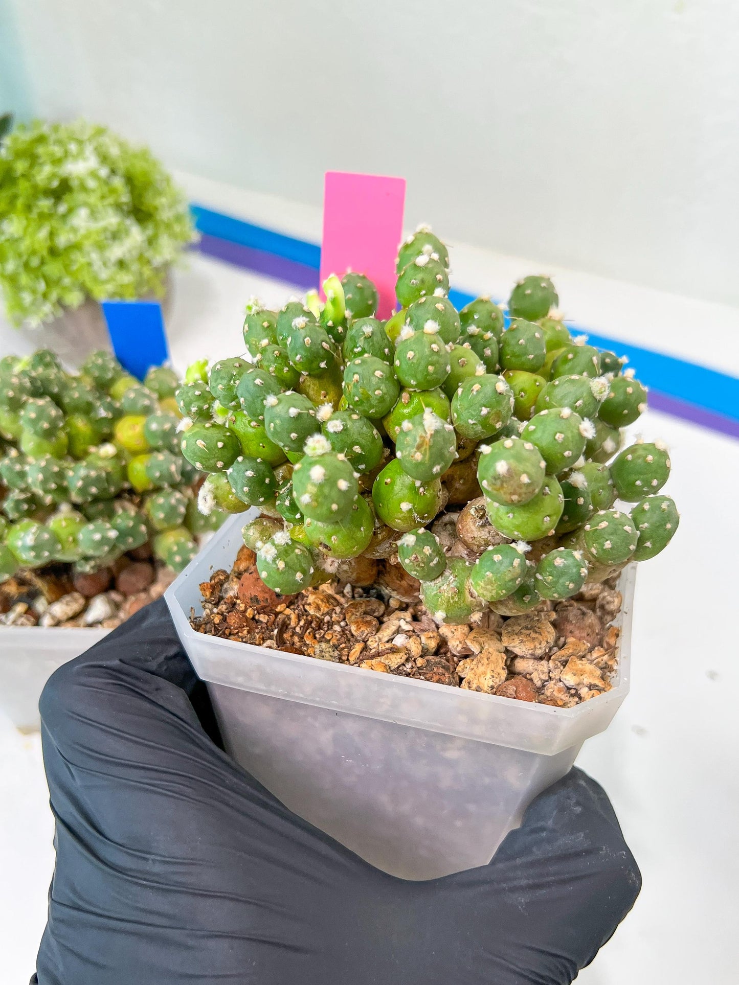 Tephrocactus Rossianus | Drought-Tolerant