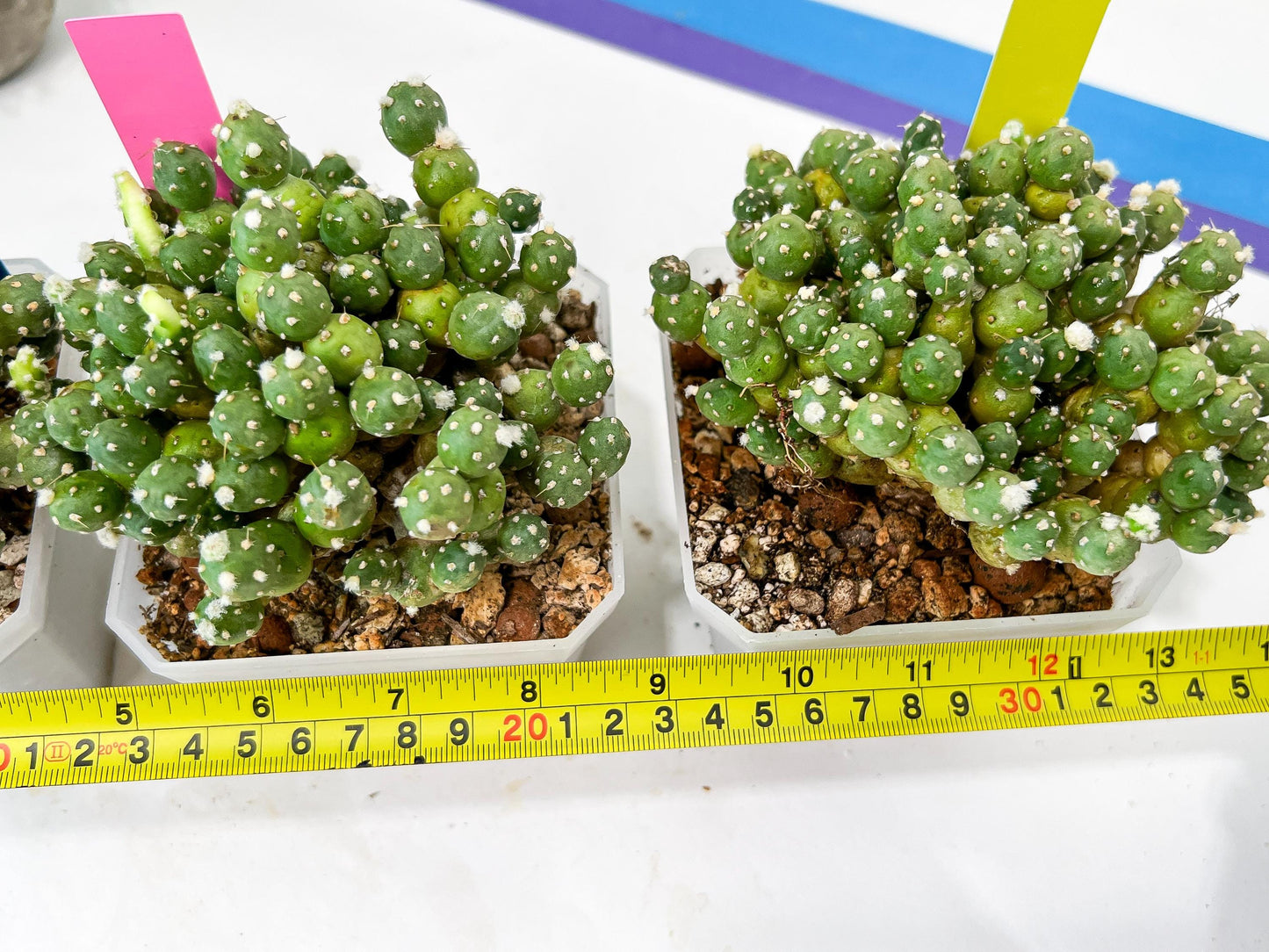 Tephrocactus Rossianus | Drought-Tolerant
