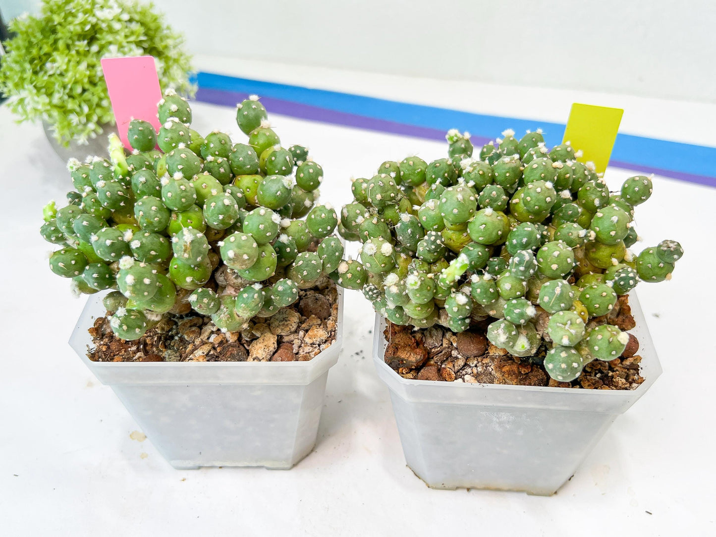 Tephrocactus Rossianus | Drought-Tolerant