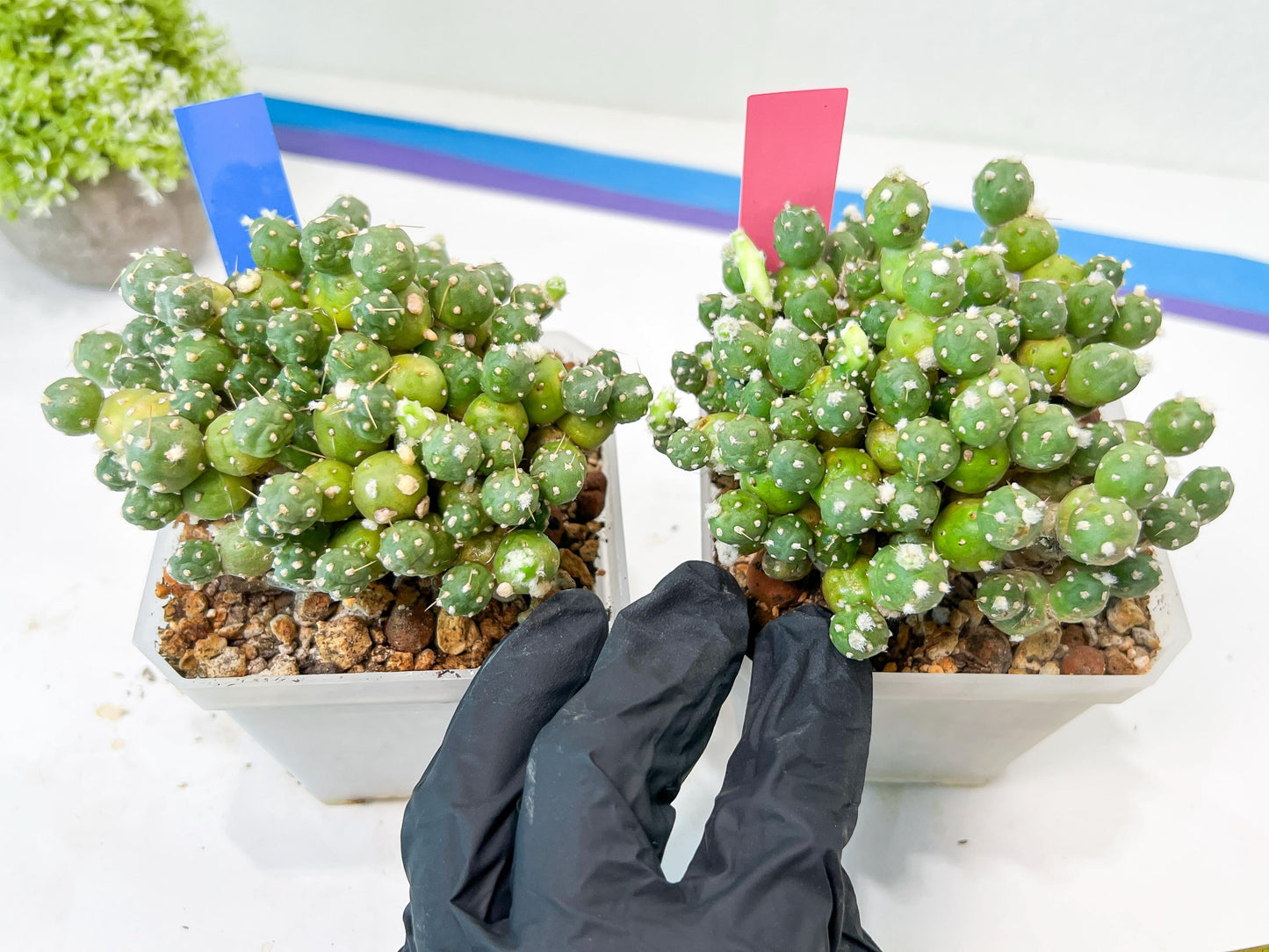 Tephrocactus Rossianus | Drought-Tolerant