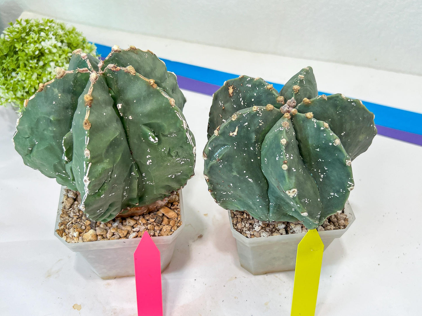 Large AstroCactus Fukryu Kabuto| Imported Cactus | Rare Succulent