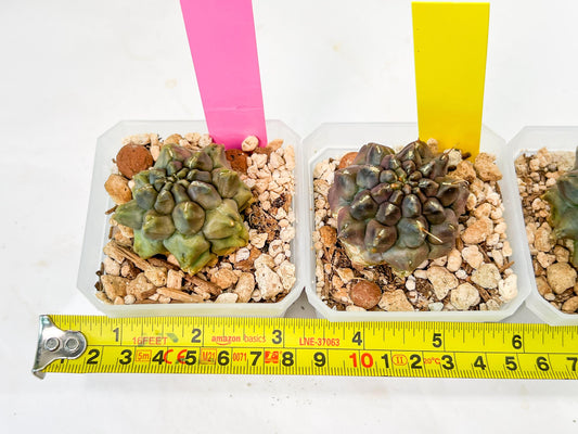 Gymnocalycium Montrose | Imported Cactus | Rare Succulent